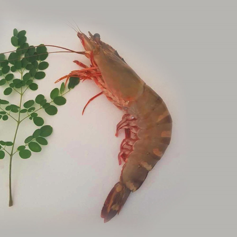 Sea Tiger Prawn